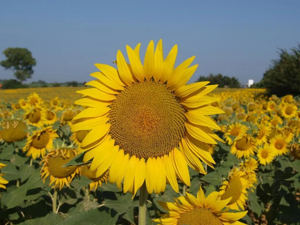Farma Azienda Agrituristica Il Poggetto Delle Spighe Collesalvetti