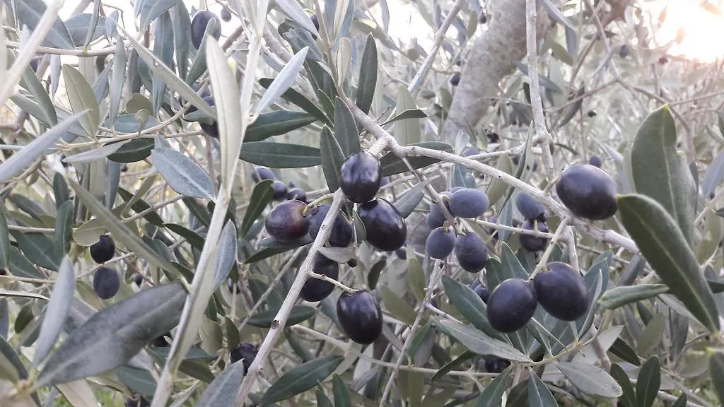 Azienda Agrituristica Il Poggetto Delle Spighe Collesalvetti 0*,